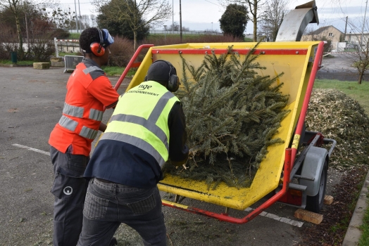 Broyage de sapins