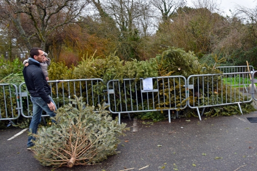 Dépôts de sapins de Noël (naturels)